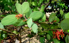 Psittacanthus biternatus