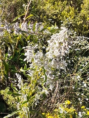 Nabalus racemosus