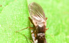 Gymnophora