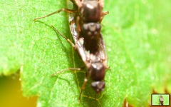 Gymnophora