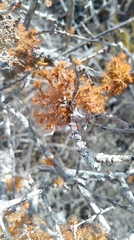 Teloschistes puber