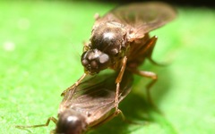 Gymnophora