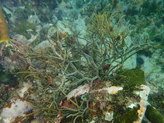 Bifurcariopsis capensis