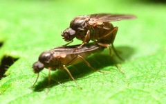 Gymnophora