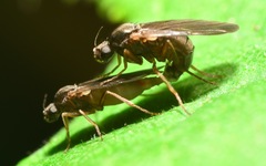 Gymnophora