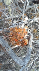 Teloschistes puber