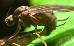 Gymnophora