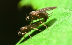 Gymnophora