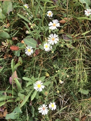 Symphyotrichum bracteolatum