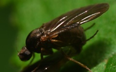 Gymnophora