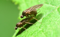Gymnophora