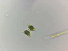 Staurodesmus cuspidatus