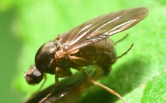 Gymnophora
