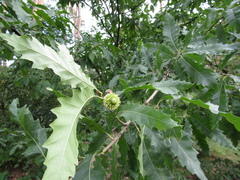 Quercus castaneifolia