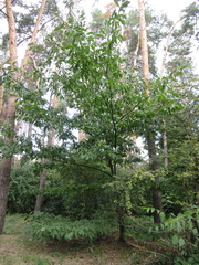 Quercus castaneifolia