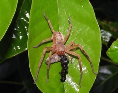 Curicaberis culiacan