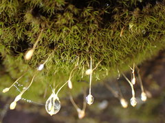 Hymenoloma crispulum