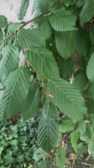 Carpinus betulus