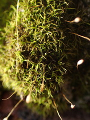 Hymenoloma crispulum