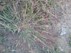 Tragus berteronianus