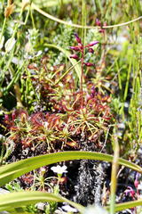 Drosera glabripes