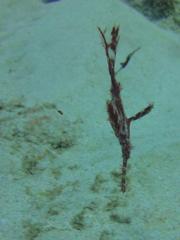 Solenostomus cyanopterus