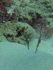 Solenostomus cyanopterus