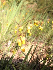 Hermannia procumbens myrrhifolia
