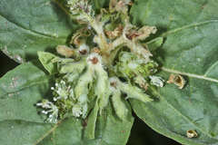 Croton argenteus