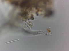 Entosiphon