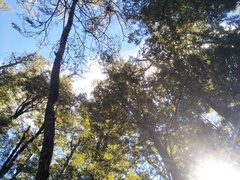 Rhipidura fuliginosa