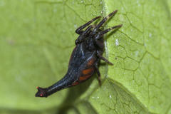 Arachnura scorpionoides