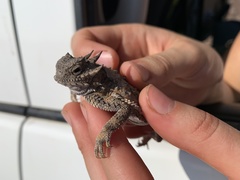 Phrynosoma goodei