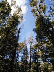 Rhipidura fuliginosa