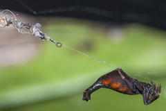Arachnura scorpionoides