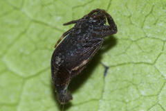 Arachnura scorpionoides