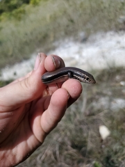 Plestiodon anthracinus