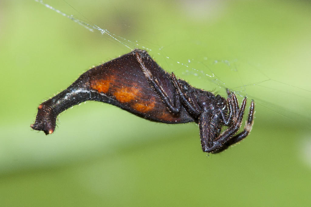 Scorpion-tail Spider
