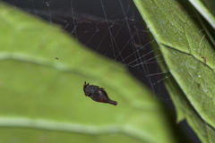 Arachnura scorpionoides
