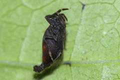 Arachnura scorpionoides