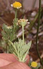 Cotula nigellifolia nigellifolia