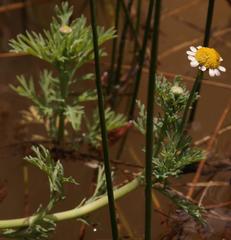 Cotula nigellifolia nigellifolia