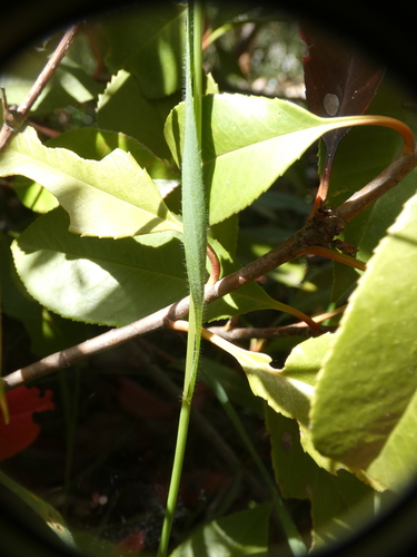 Image of Three-Awned Goat Grass (Aegilops neglecta) by (c) Yves Bas, some rights reserved (CC BY)