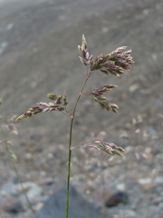 Poa badensis