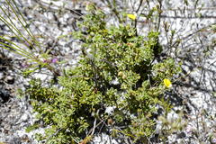 Aspalathus marginata