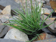 Poa badensis