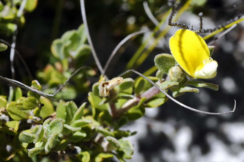 Aspalathus marginata