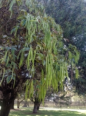 Senna multiglandulosa
