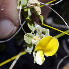 Aspalathus marginata