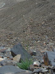 Poa badensis